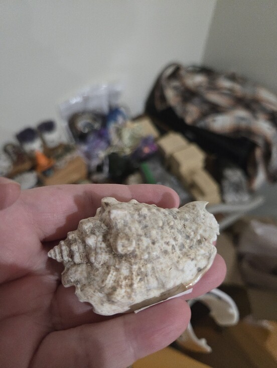 Other - ONE Silver Conch Shell From Maine